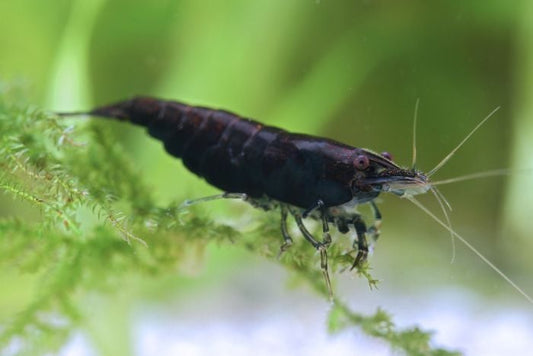 Black Shrimp