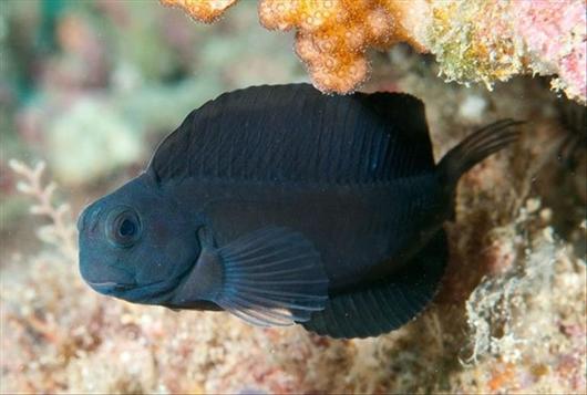 Black Sailfin Blenny