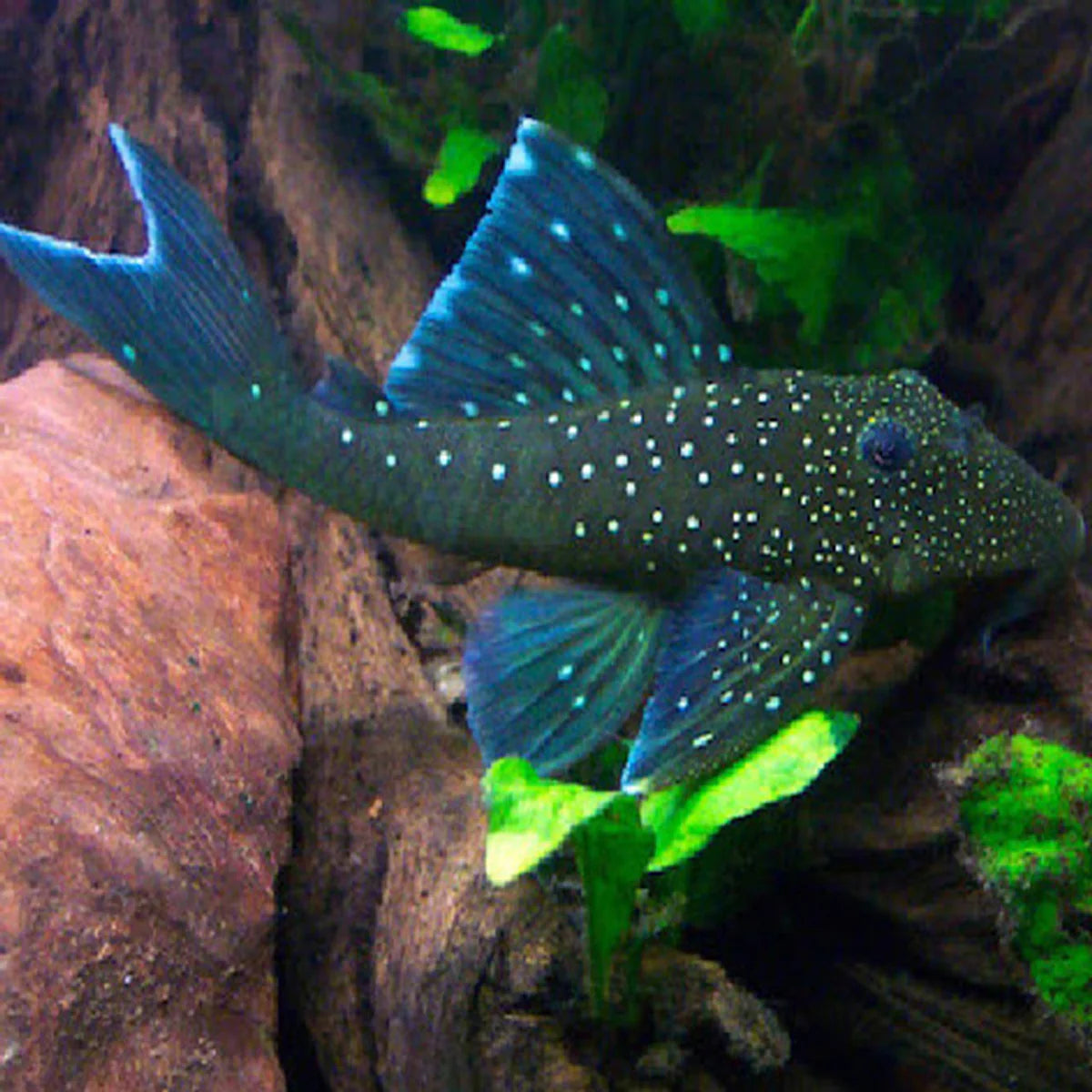 Blue Phantom Pleco L128