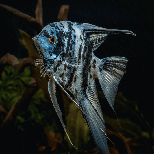 Assorted Blue Veil Angelfish