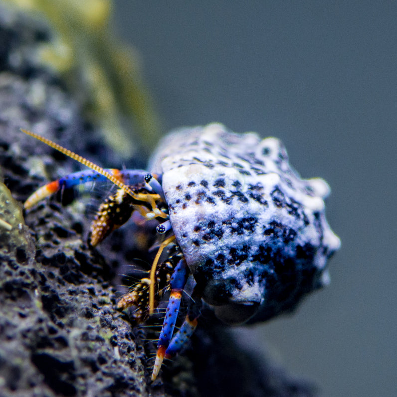 Blue Legged Hermit Crab