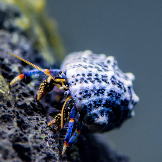 Blue Legged Hermit Crab