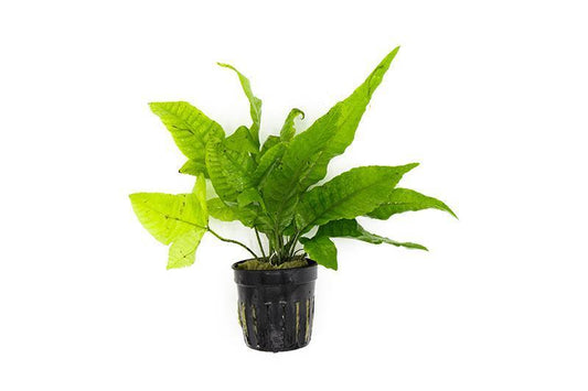 Asian Bolbitis Broadleaf Fern - 🟢 EASY