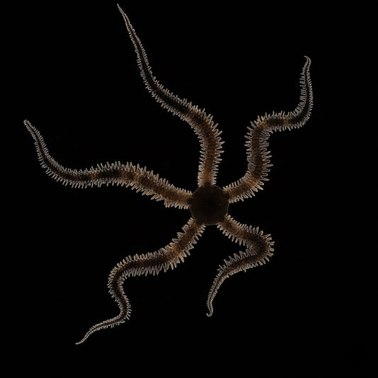 Black Brittle Starfish
