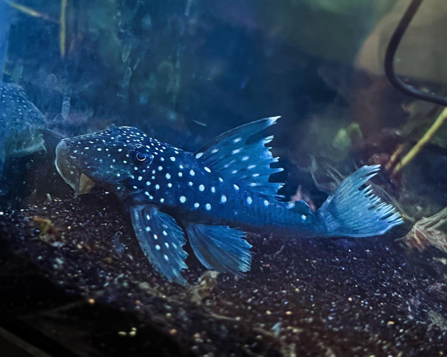 Blue Phantom Pleco L128