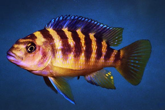 Bumblebee Cichlid