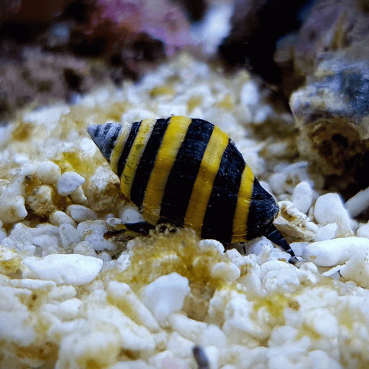 Bumblebee Snail - Marine