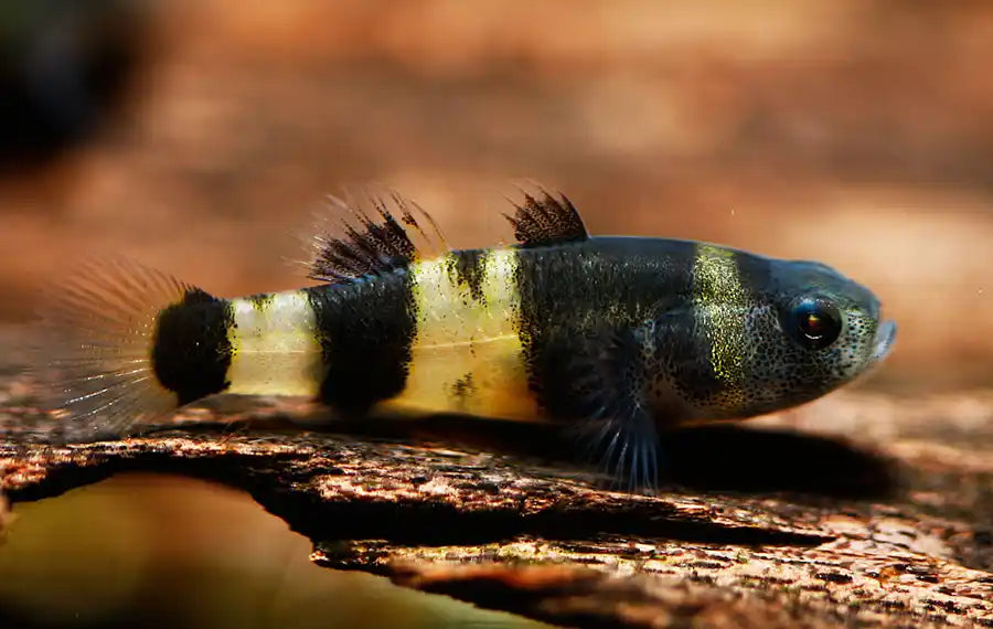 Bumblebee Goby