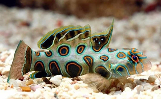 Spotted Mandarin Goby