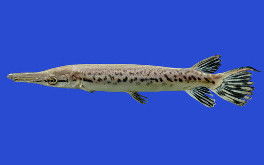 Alligator Gar