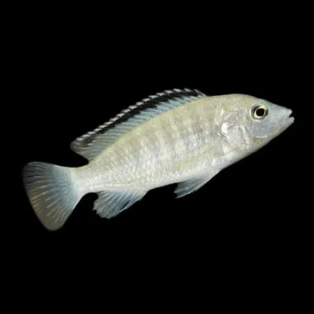Cichlids- White Labidochromis