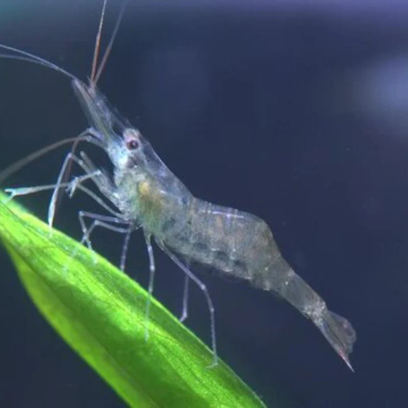 Ghost Shrimp