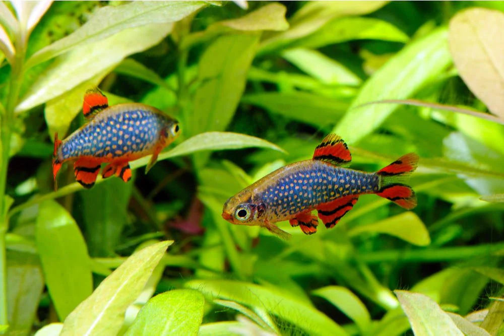 Celestial Pearl Danio (Galaxy Rasbora) - Locally Bred