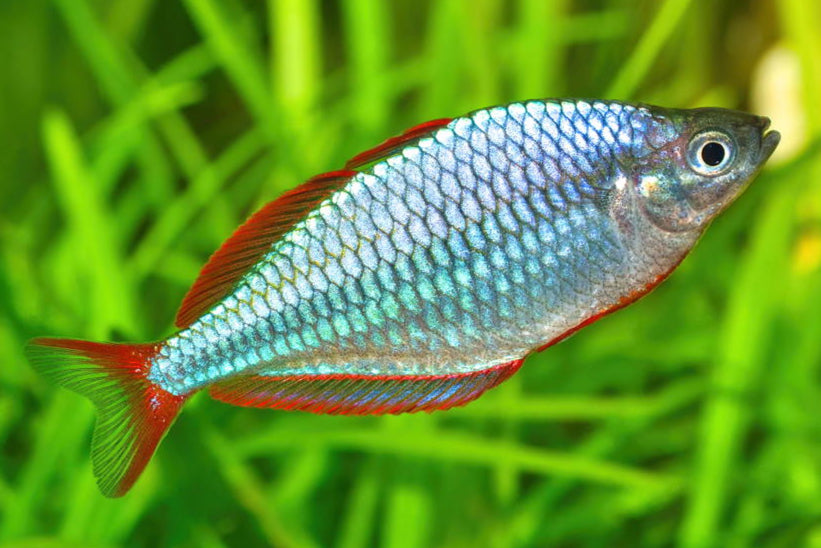 Dwarf Neon Rainbowfish