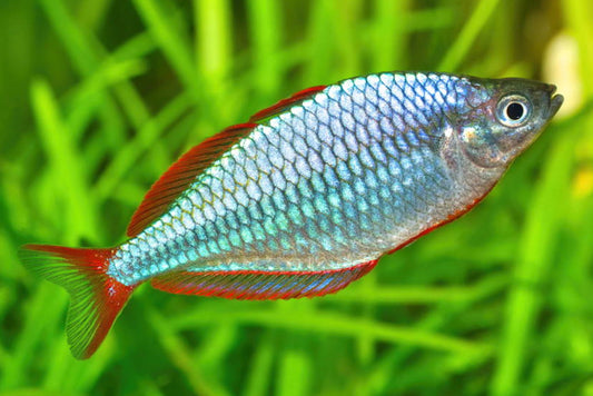 Dwarf Neon Rainbowfish