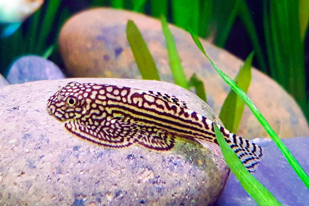 Hillstream Butterfly Loach