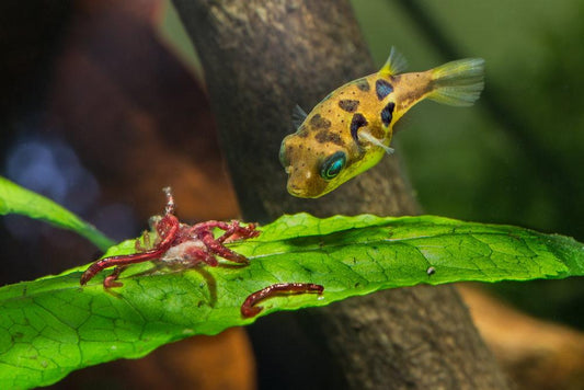 Dwarf Freshwater Pea Puffer