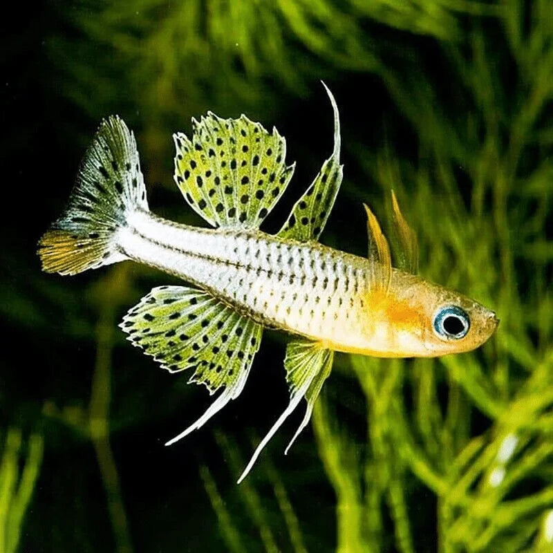 Gertrudae Spotted Blue Eye Rainbowfish