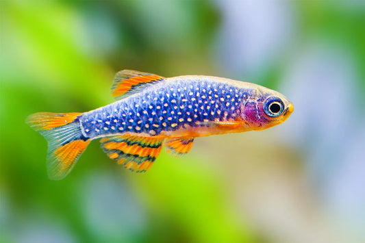 Celestial Pearl Danio (Galaxy Rasbora) - Locally Bred