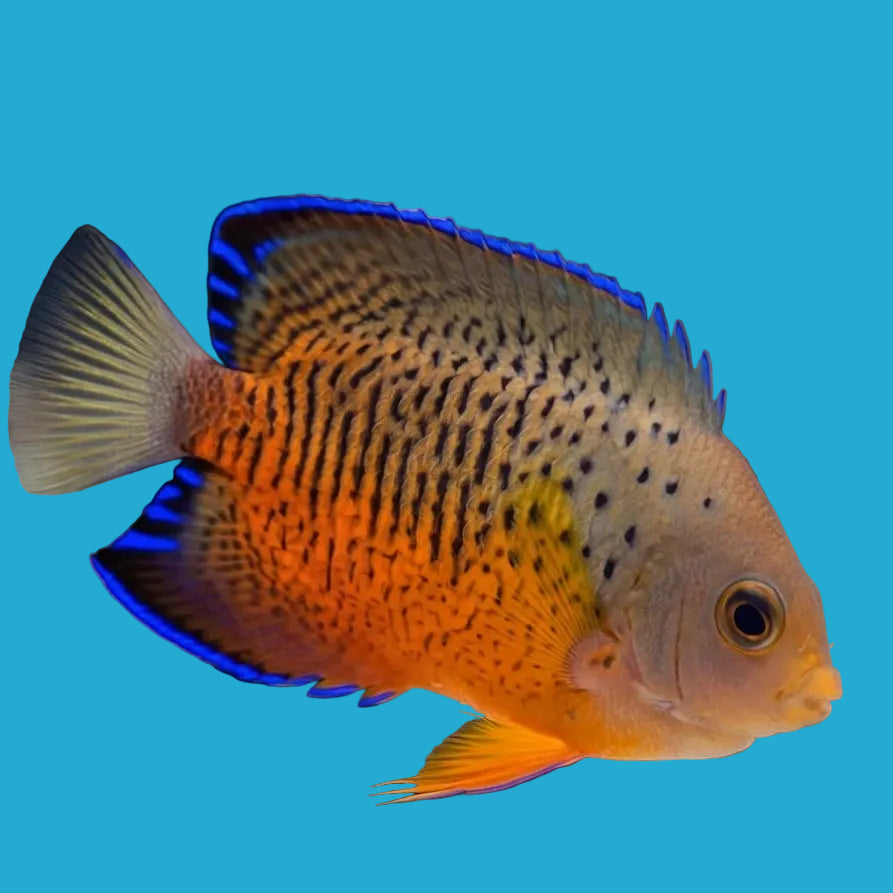 Rusty Angelfish