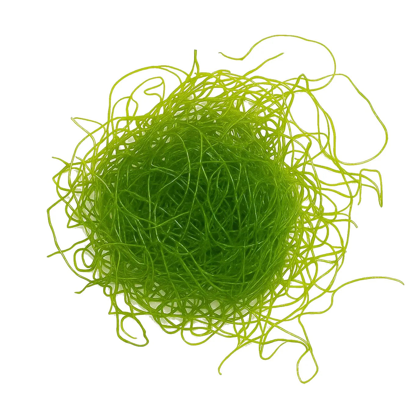 Chaeto Macro Algae