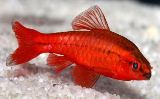 Cherry Barb