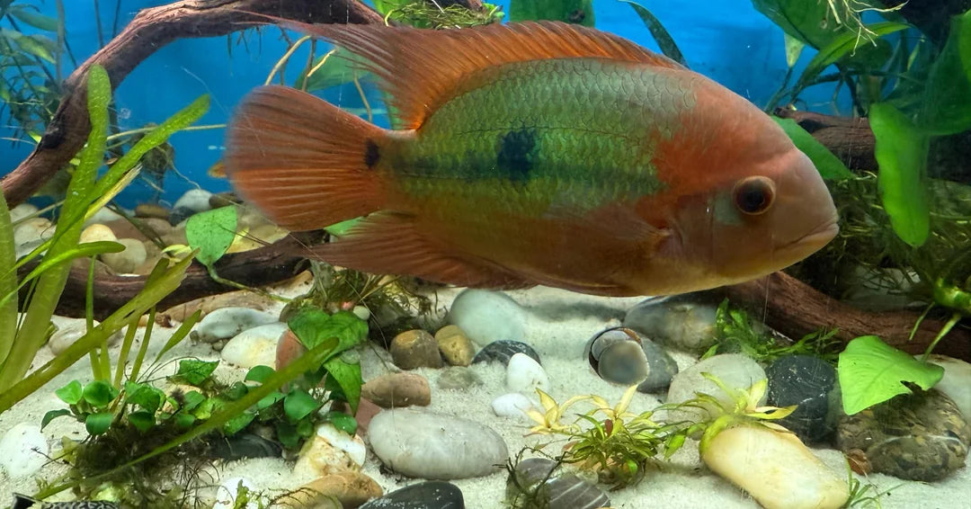 Cichlid - Chocolate