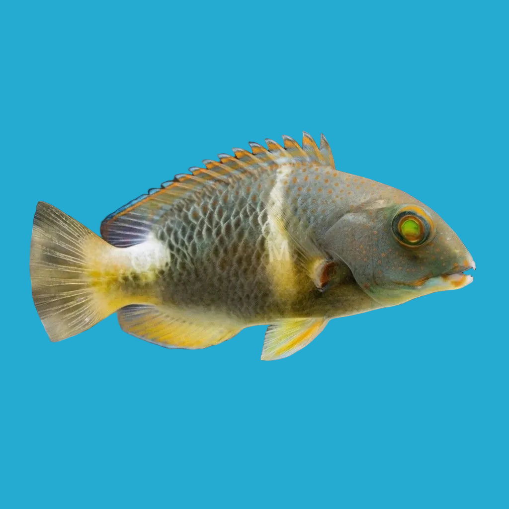 Anchor Tusk Wrasse