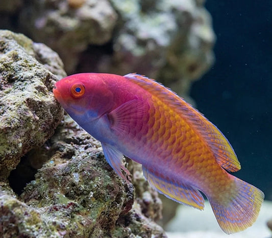 Ruby Head Fairy Wrasse