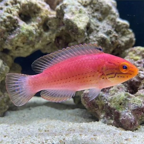 Katoi Fairy Wrasse