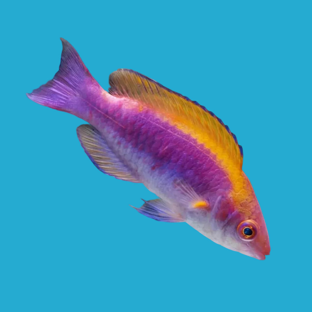 Multicolor Fairy Wrasse / Lubbock's Fairy Wrasse