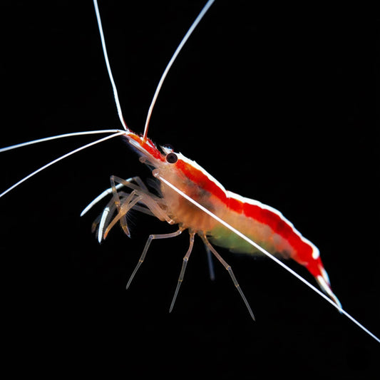 Scarlet Skunk Cleaner Shrimp