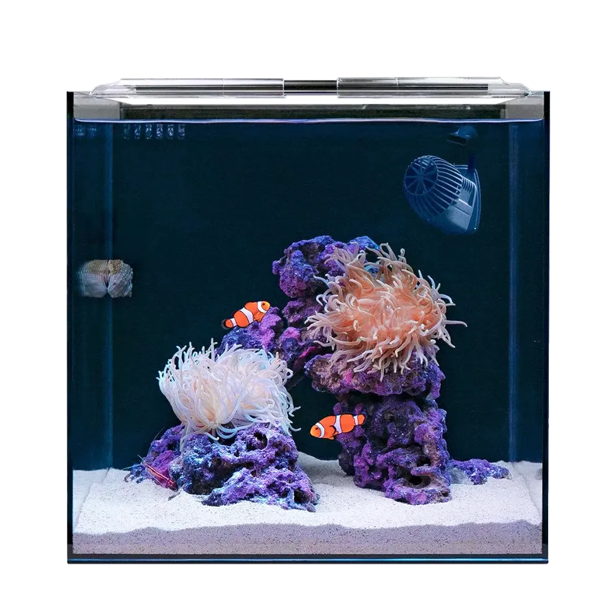 HelloReef 15 gallon Clownfish & Anemone Aquarium Kit