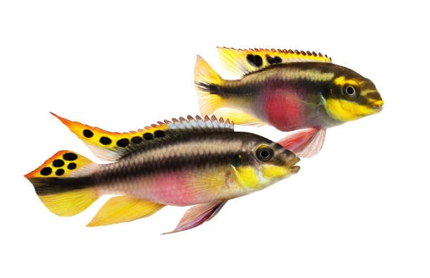 Rainbow Kribensis Cichlid