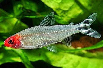 Rummynose Tetra