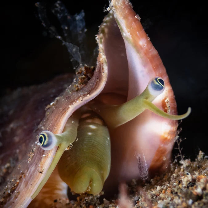 Fighting Conch