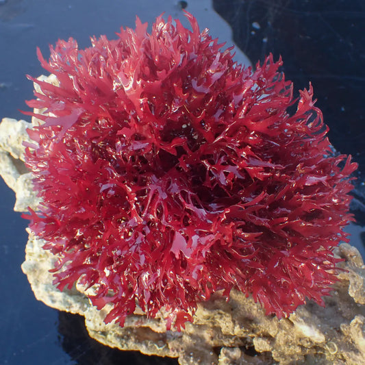 Red Gracilaria — Flat Blade Red Brush Macro Algae