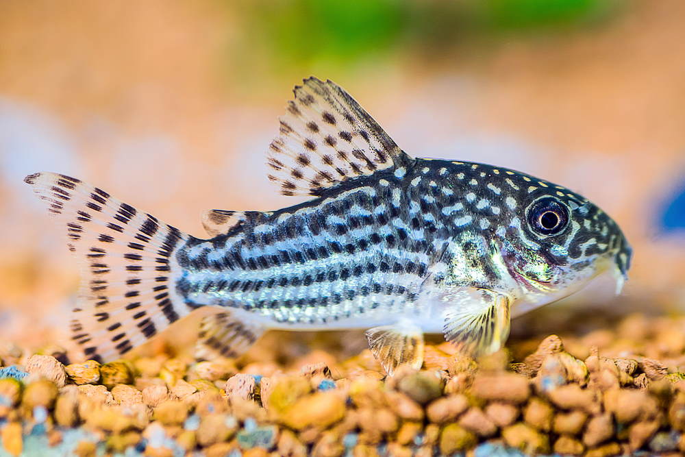 Corydoras Catfish - Mixed Colors