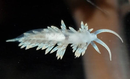 Aiptasia Eating Berghia Nudibranch