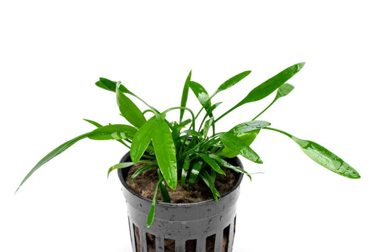 Cryptocoryne Lucens - 🟢 EASY