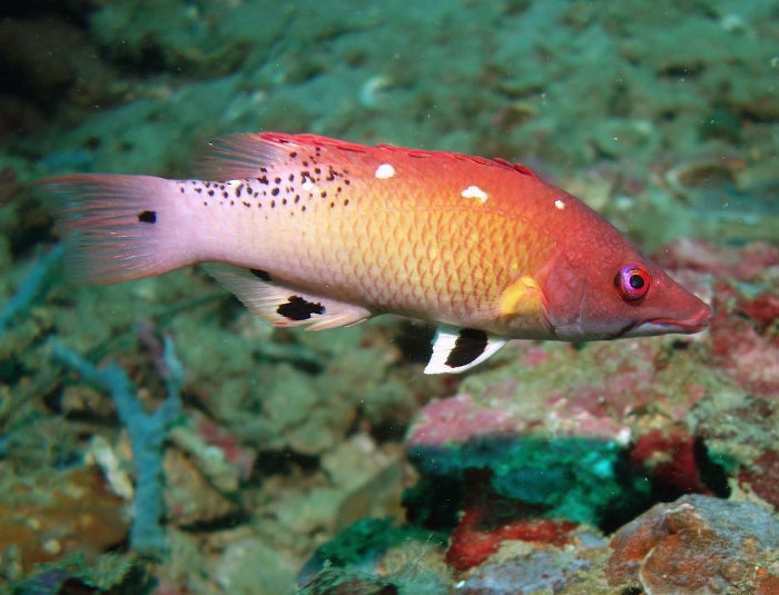 Red Diana Hogfish