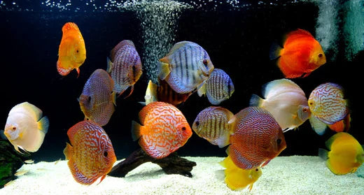 Discus - Assorted
