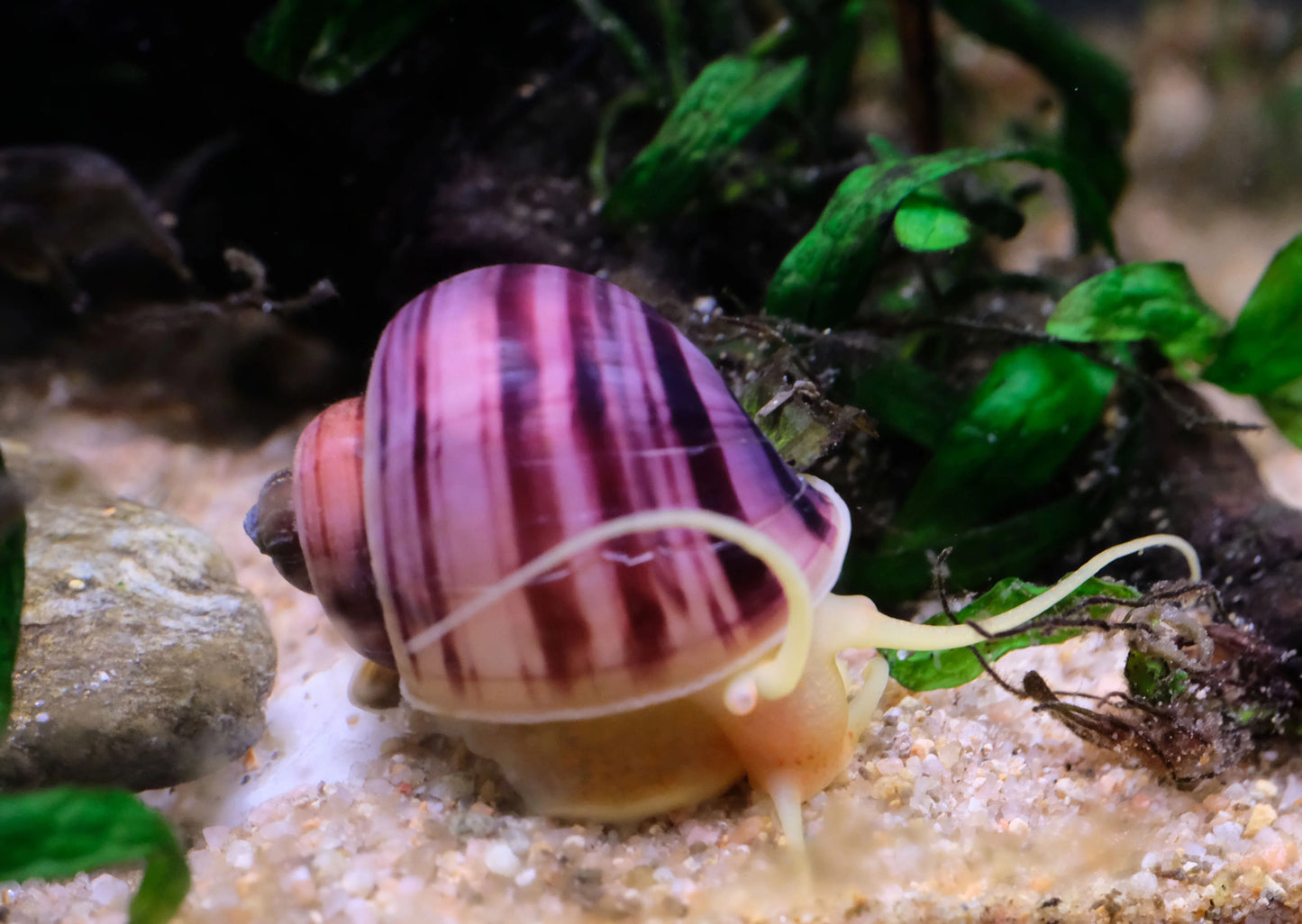 Mystery Snail (Magenta) - Locally Bred