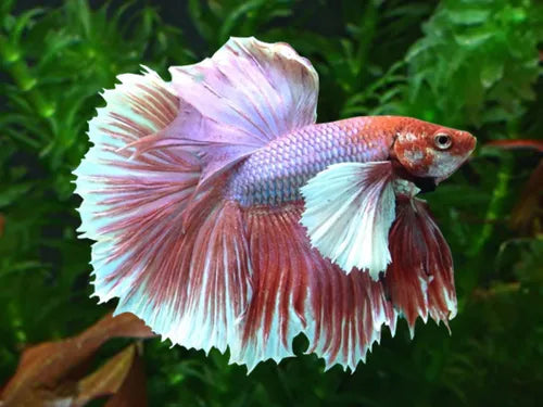Pink Dumbo Halfmoon Betta — Male