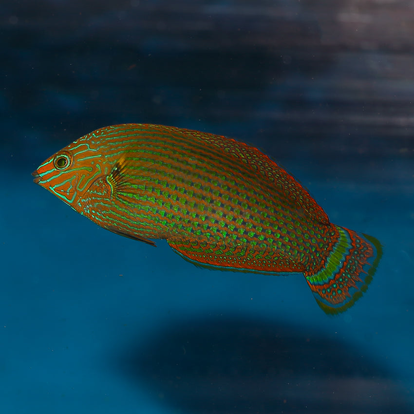 Dusky Wrasse