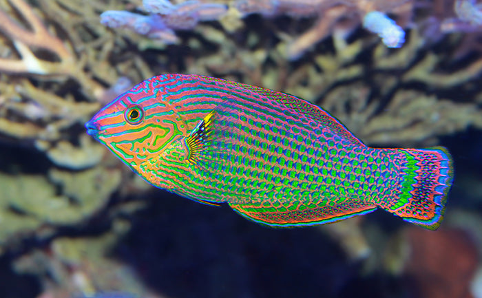 Dusky Wrasse