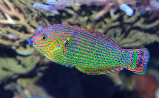 Dusky Wrasse