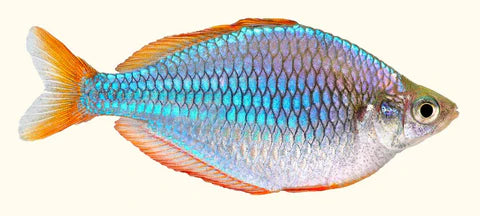 Dwarf Neon Rainbowfish