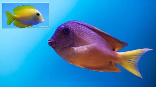 Bristletooth Tang