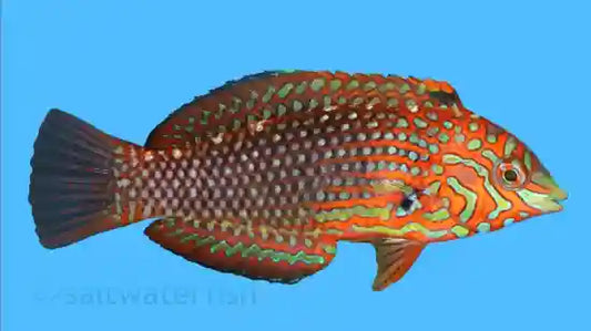 Ornate Leopard Wrasse